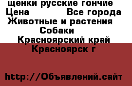 щенки русские гончие › Цена ­ 4 000 - Все города Животные и растения » Собаки   . Красноярский край,Красноярск г.